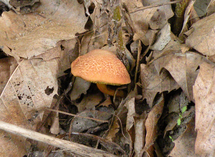 Porcini emiliani: Boletus cisalpinus ?